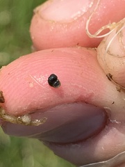 Pyrgulopsis gibba