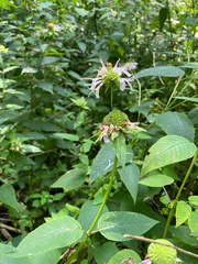 Monarda serotina