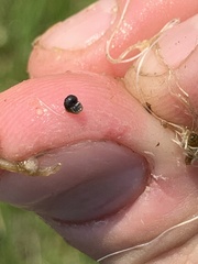 Pyrgulopsis gibba