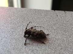 Aegomorphus quadrigibbus