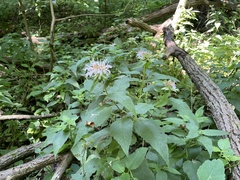 Monarda serotina