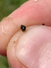 Pyrgulopsis gibba