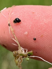 Pyrgulopsis gibba