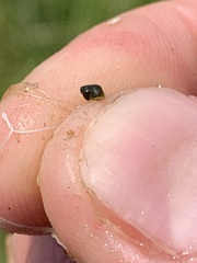 Pyrgulopsis gibba