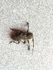 Aegomorphus quadrigibbus