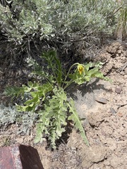 Balsamorhiza × terebinthacea