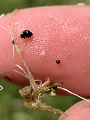 Pyrgulopsis gibba