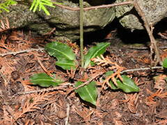 Goodyera oblongifolia