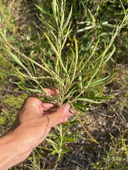 Amsonia illustris