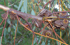 Eucalyptus youngiana