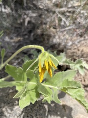 Balsamorhiza × terebinthacea