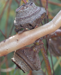 Eucalyptus youngiana
