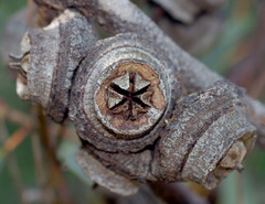 Eucalyptus youngiana