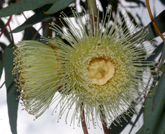 Eucalyptus youngiana