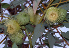 Eucalyptus youngiana