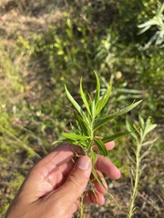 Amsonia illustris