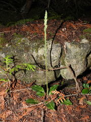 Goodyera oblongifolia