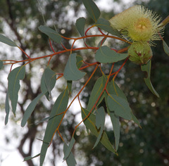 Eucalyptus youngiana