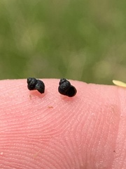 Pyrgulopsis gibba