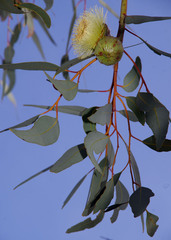 Eucalyptus youngiana