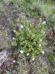 Spiraea stevenii