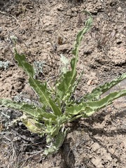 Balsamorhiza × terebinthacea