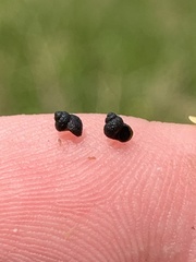 Pyrgulopsis gibba