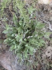 Pyrrocoma carthamoides cusickii