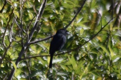 Knipolegus aterrimus