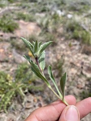 Pyrrocoma carthamoides cusickii