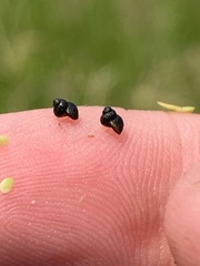 Pyrgulopsis gibba