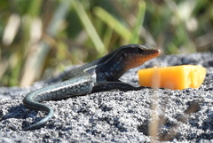 Plestiodon longirostris