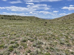 Pyrrocoma carthamoides cusickii