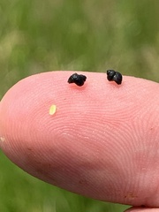 Pyrgulopsis gibba