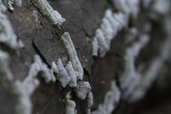 Schizophyllineae