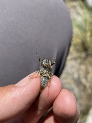 Platypediini