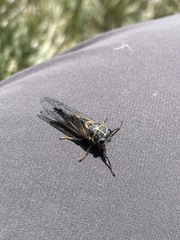 Platypediini