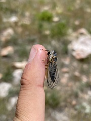 Platypediini