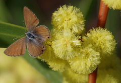Nacaduba biocellata biocellata