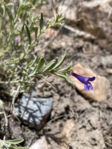 Image of Penstemon kingii by (c) Matt Berger, some rights reserved (CC BY)
