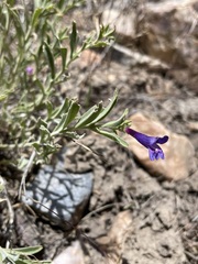 Penstemon kingii