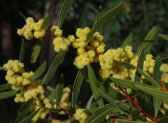 Acacia beckleri
