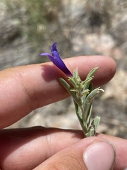 Penstemon kingii