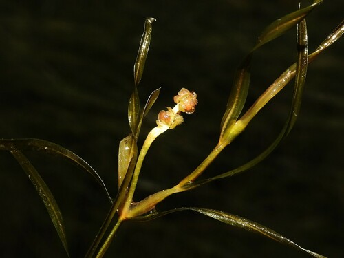 Hill's pondweed (Potamogeton hillii)