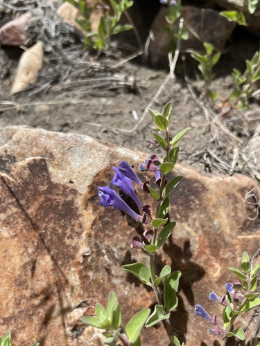 Image of Scutellaria angustifolia by (c) Matt Berger, some rights reserved (CC BY)