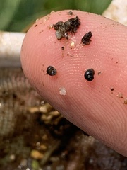 Pyrgulopsis gibba