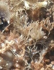 Amphiroa rigida