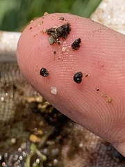 Pyrgulopsis gibba