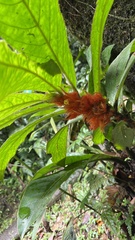 Columnea purpurata