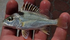 Pomadasys unimaculatus